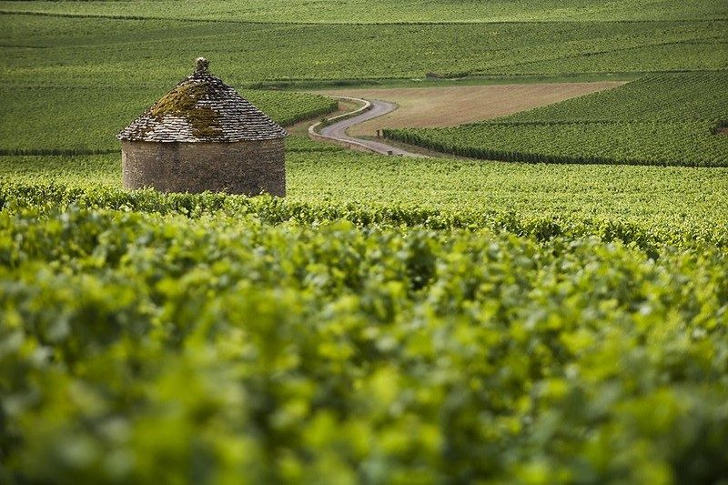 Vignobles de Savigny-lès-Beaune, dans le pays Beaunois