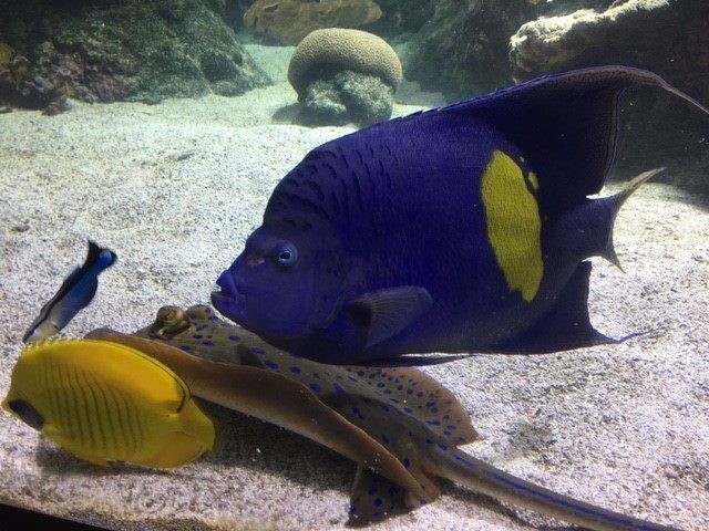 Aquarium de La Rochelle
