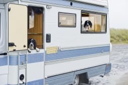 Des chiens en camping-car.
