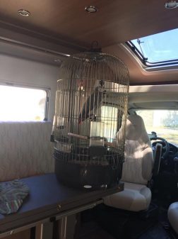 Cocotte, le perroquet de Philippe en camping-car.