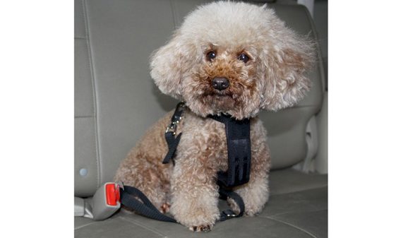 Harnais, chez Roadloisirs, disponible en deux tailles selon le gabarit de l'animal pour l'attacher à la fixation de ceinture de sécurité.
