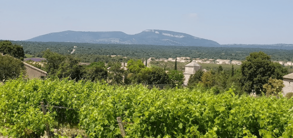 L'aire de Larnas offre une vue dégagée sur les vignes