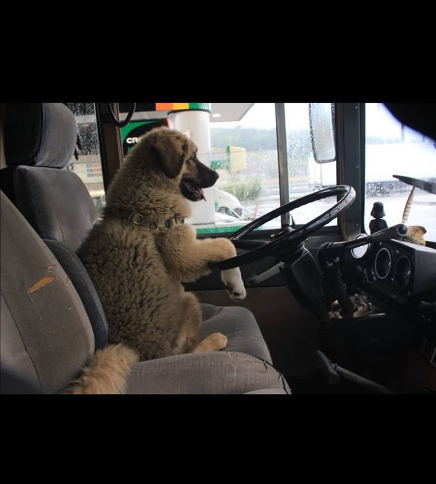 Chuck Norris, berger du caucase adopter en République Tchèque dès ses premiers mois au volant dans mon saviem de 1971