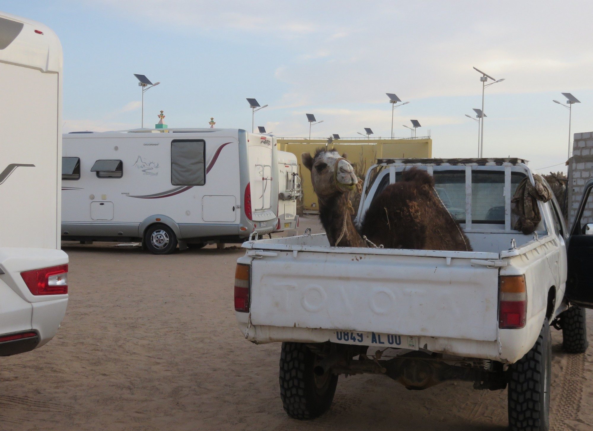 Le groupe a fait l'acquisition d'un quart de chameau en achat partagé avec trois Mauritaniens.