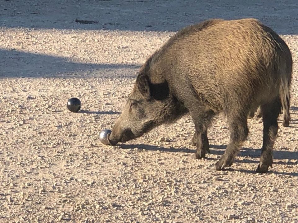 Les sangliers de Ramatuelle sont aussi amateurs de pétanque.