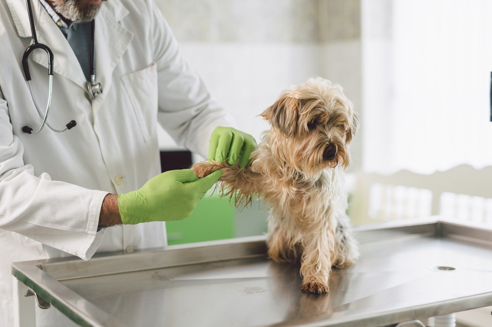 Les soins vétérinaires peuvent monter très vite. Autant être bien assuré.