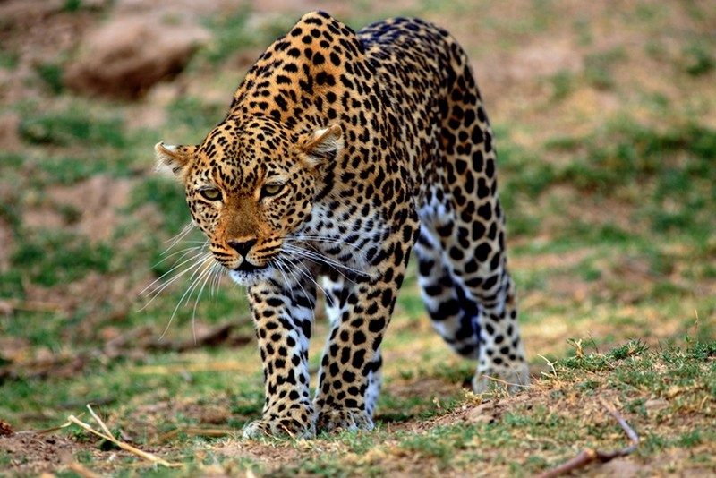 Un léopard attaque un camping-cariste en Namibie