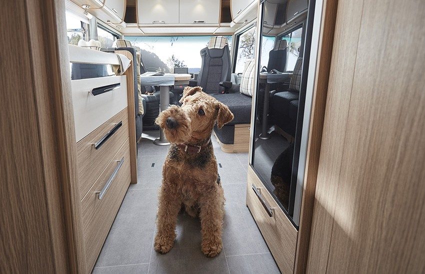 Voyager en camping-car avec un animal de compagnie