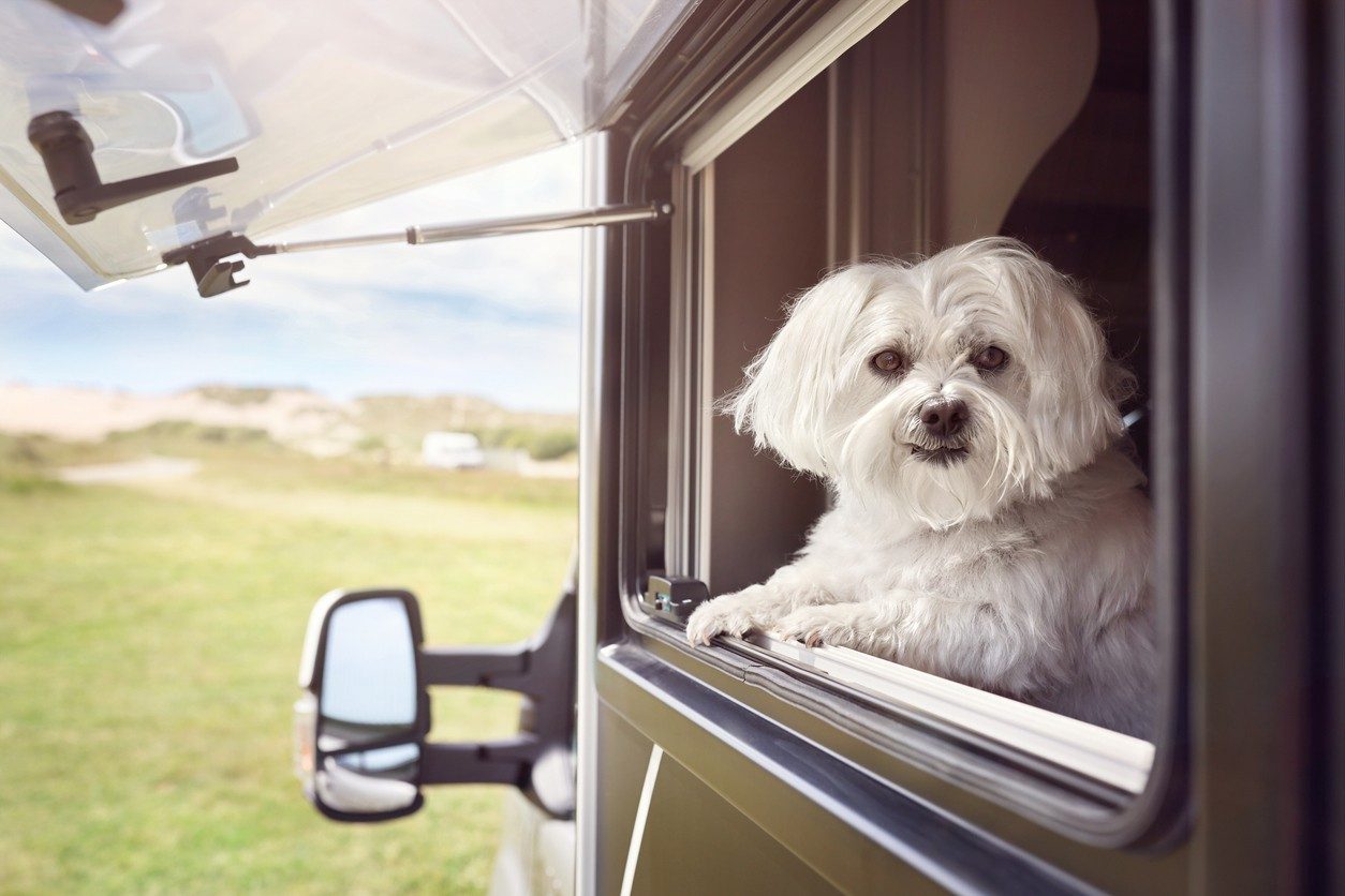 27 % des camping-caristes sont accompagnés d’animaux domestiques et en majorité des chiens.