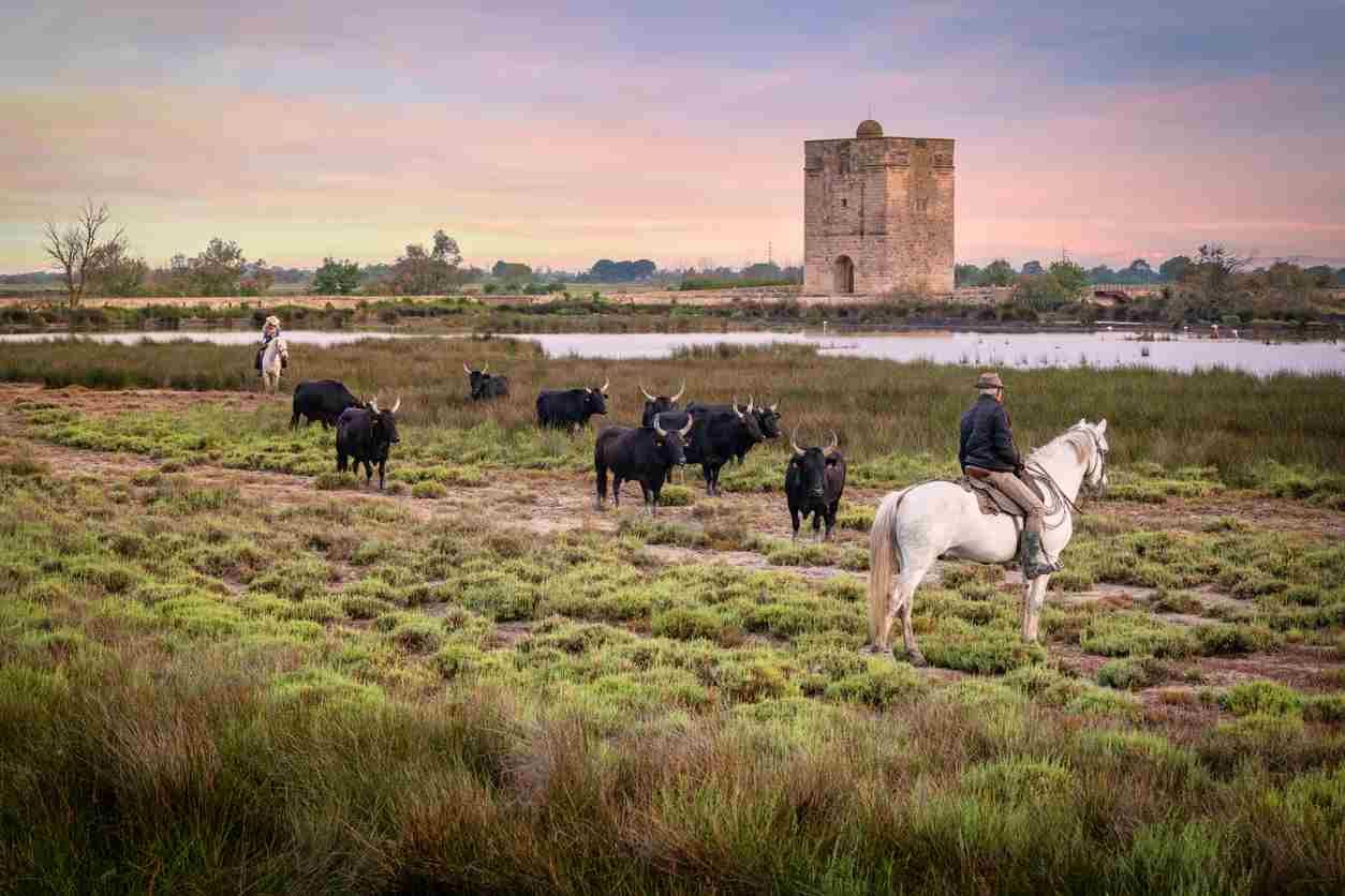 Camargue