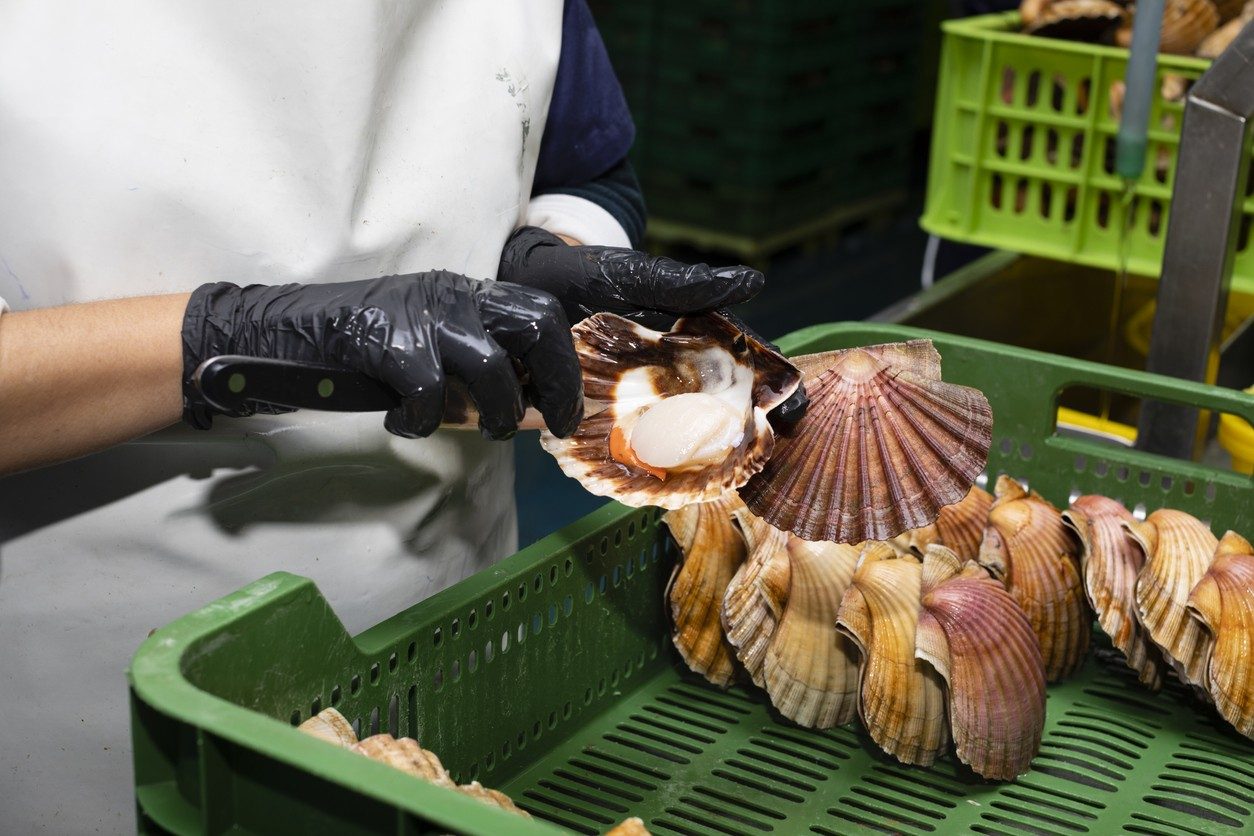 Coquille Saint-Jacques