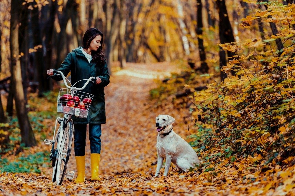 young woman carrying bicycle with basket full of apples and her